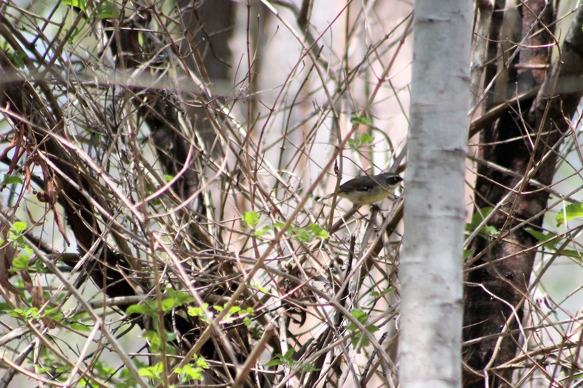 White-browed Scrubwren (Buff-breasted) - Sam Adams