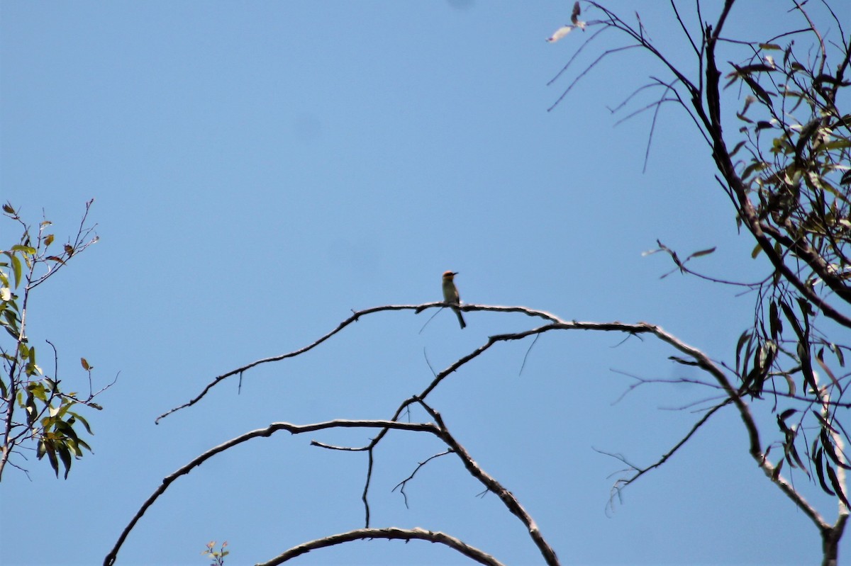 Rainbow Bee-eater - ML218948431