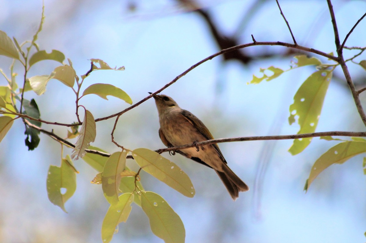 Fuscous Honeyeater - ML218948611