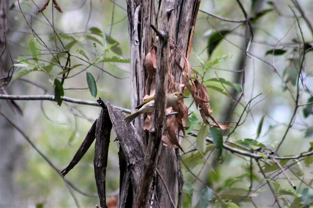 Fuscous Honeyeater - ML218948621