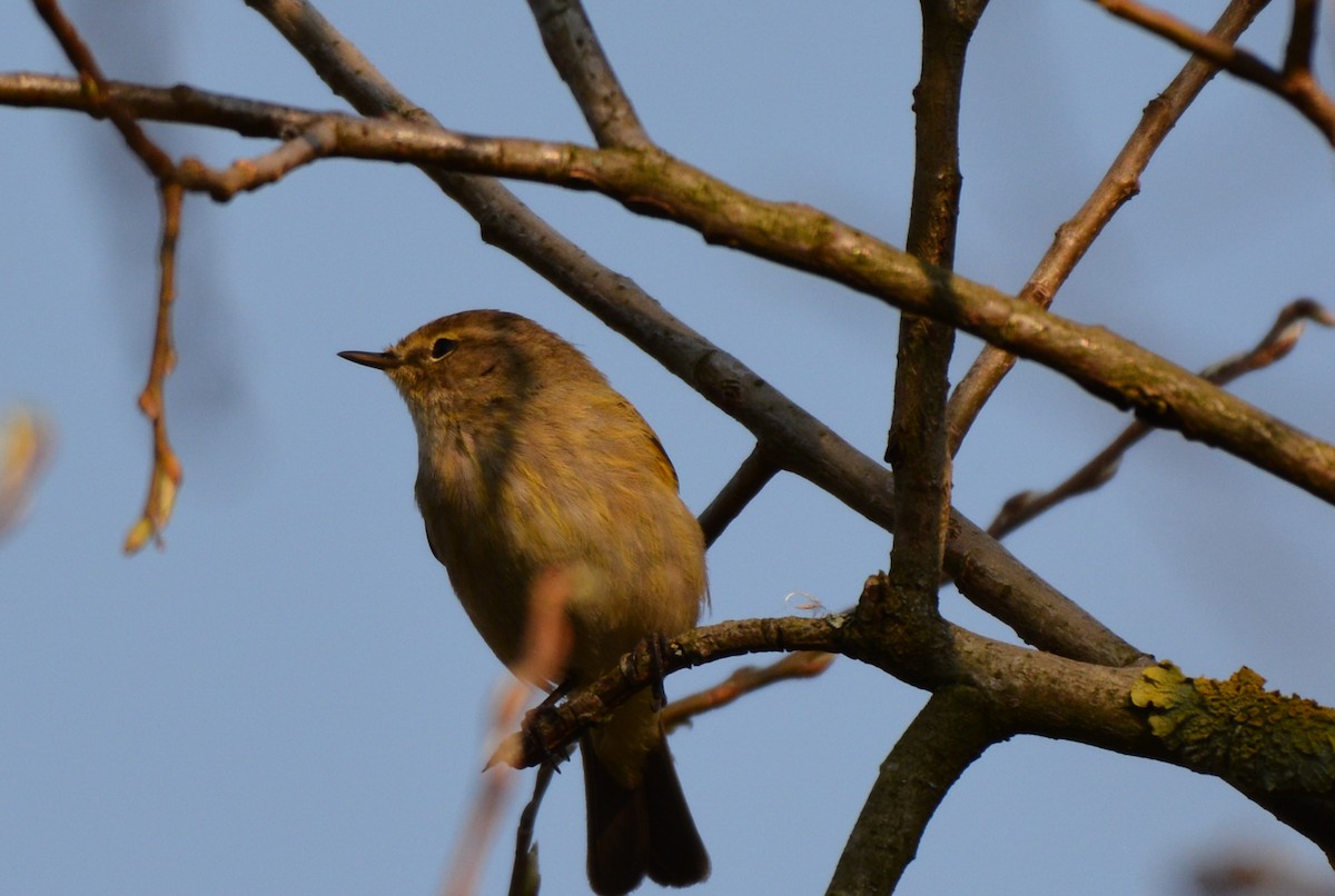 Common Chiffchaff - ML218948691