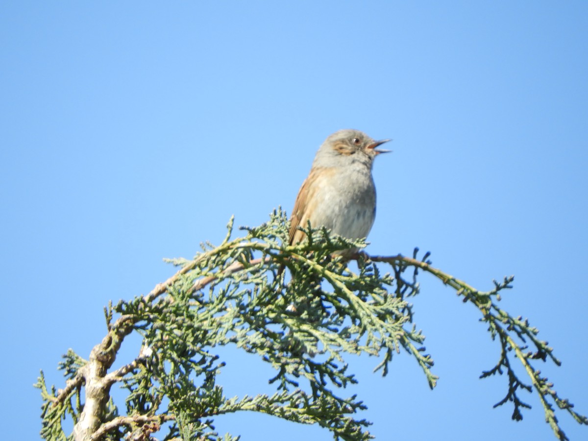 Passera scopaiola - ML218948831