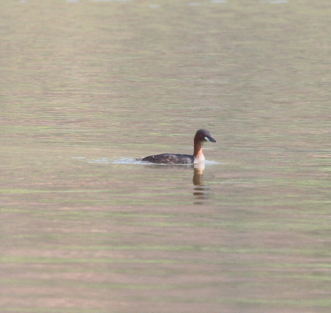 Little Grebe (Tricolored) - ML218949041