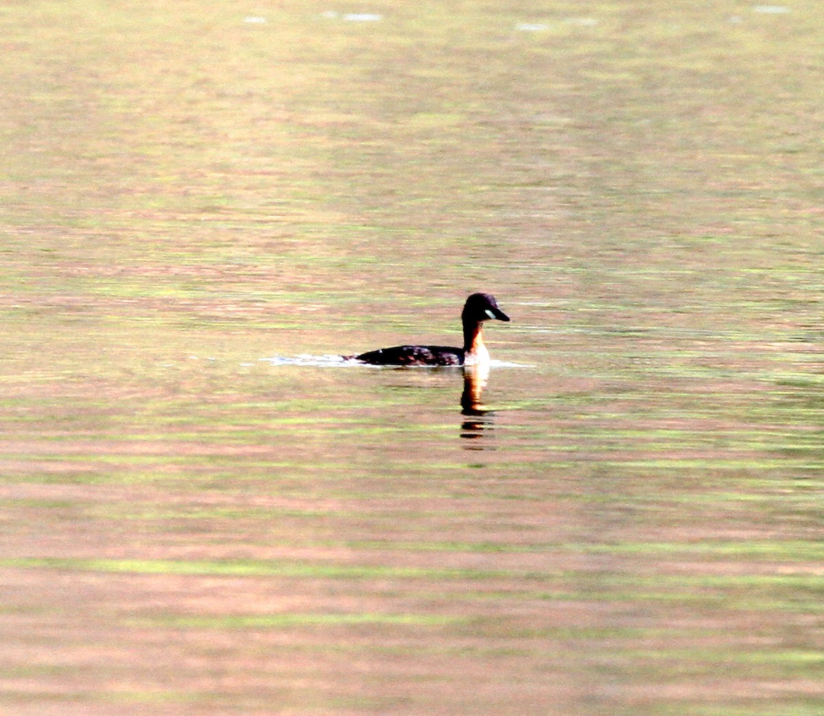 Little Grebe (Tricolored) - ML218949051