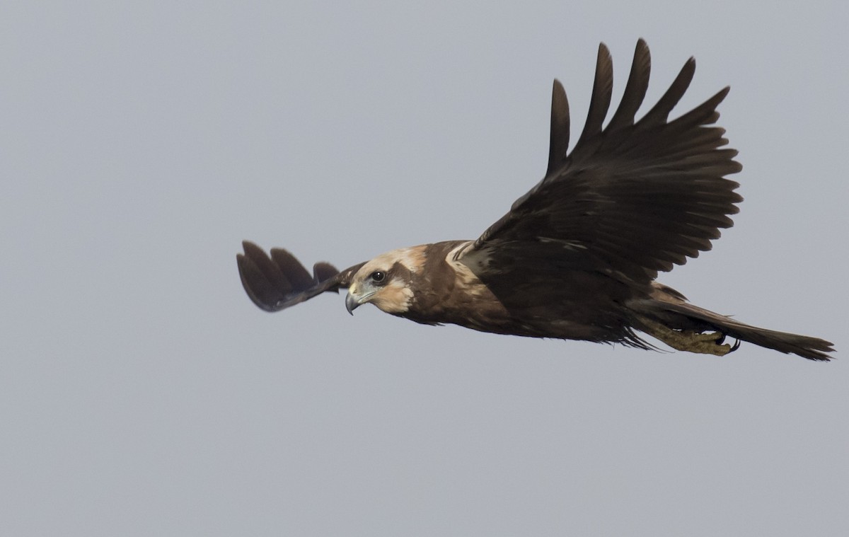 Western Marsh Harrier - ML218949141