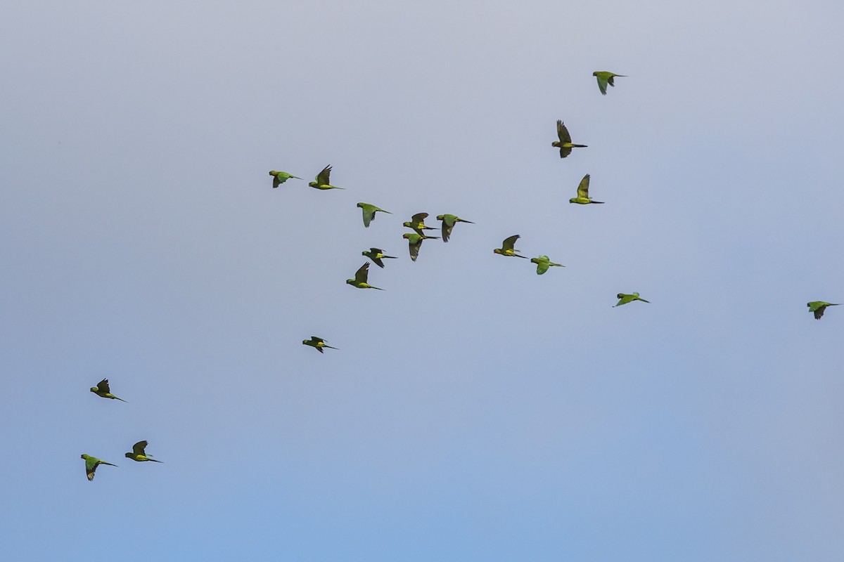 Green Parakeet - ML218949211