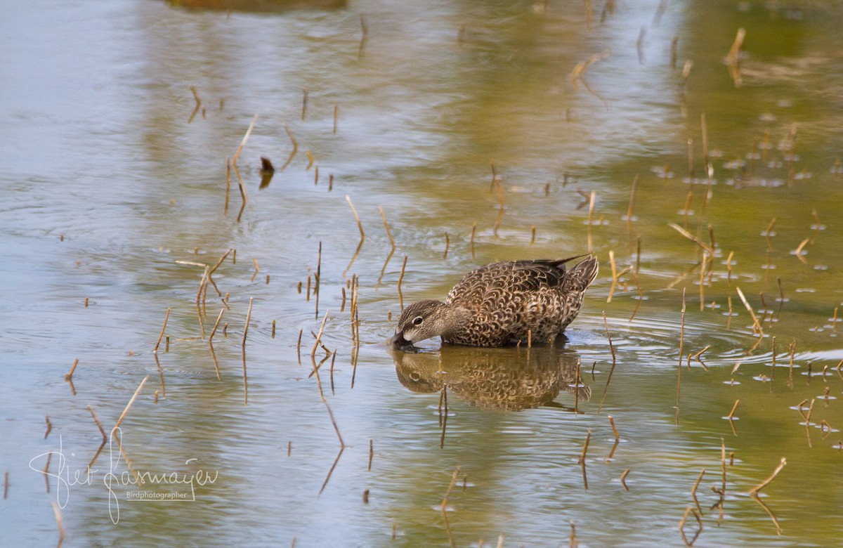 Blue-winged Teal - Piet Grasmaijer