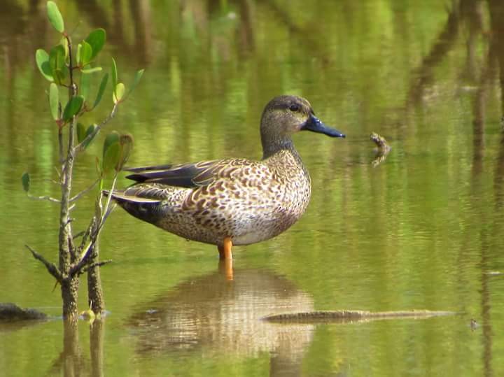 Blue-winged Teal - ML21895031