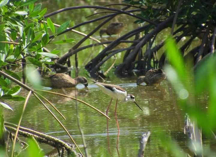 Black-necked Stilt - ML21895051