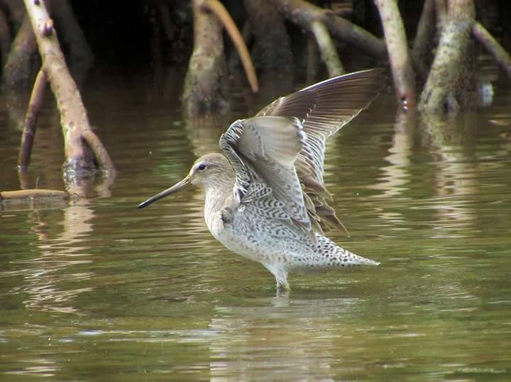 Short-billed Dowitcher - ML21895091
