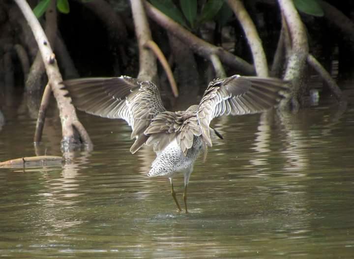 Short-billed Dowitcher - ML21895111