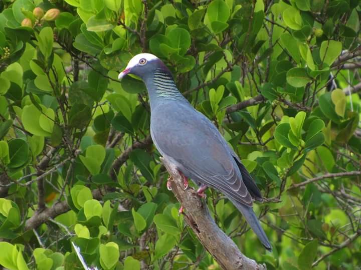 White-crowned Pigeon - ML21895171