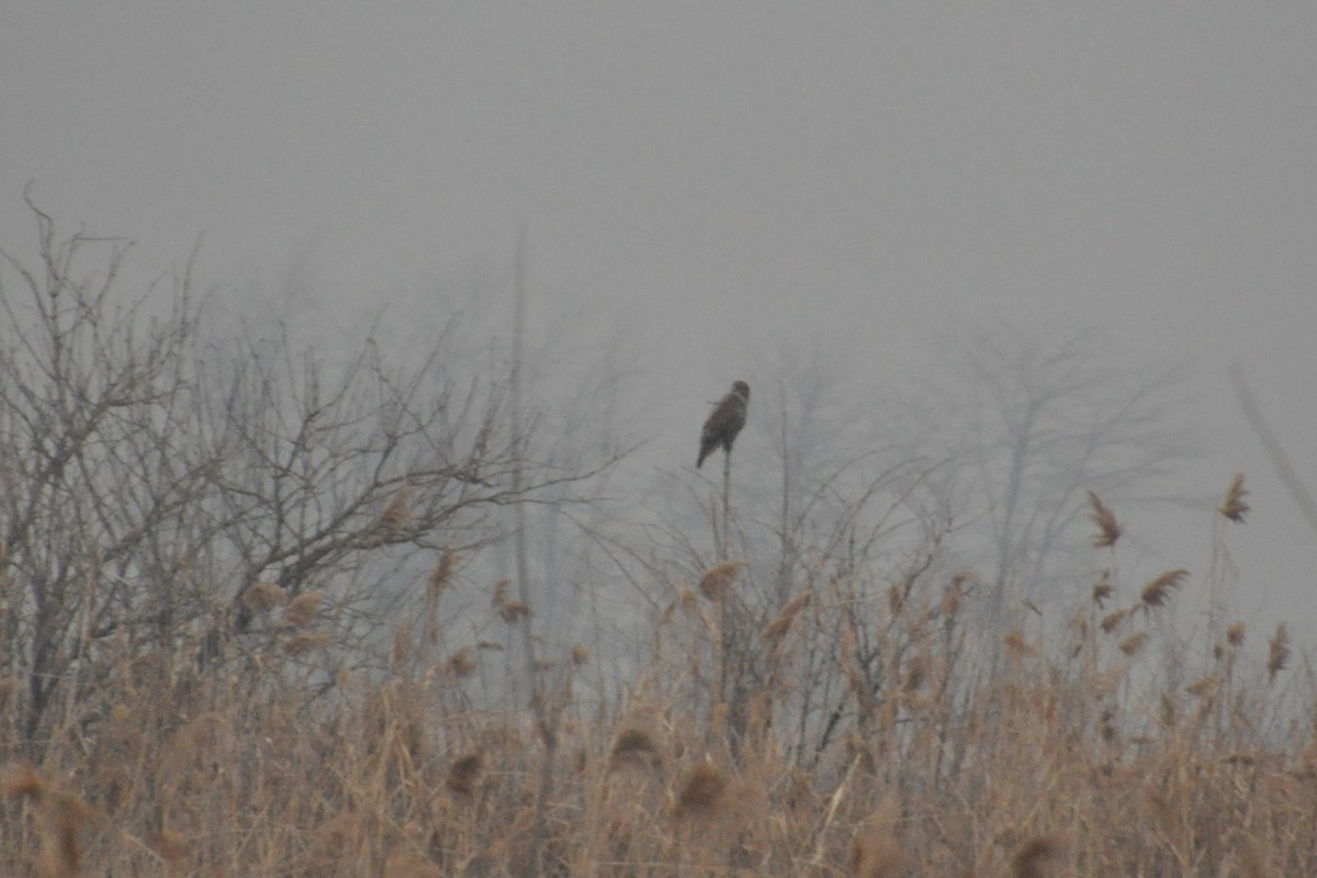 Ойн сар - ML218951871