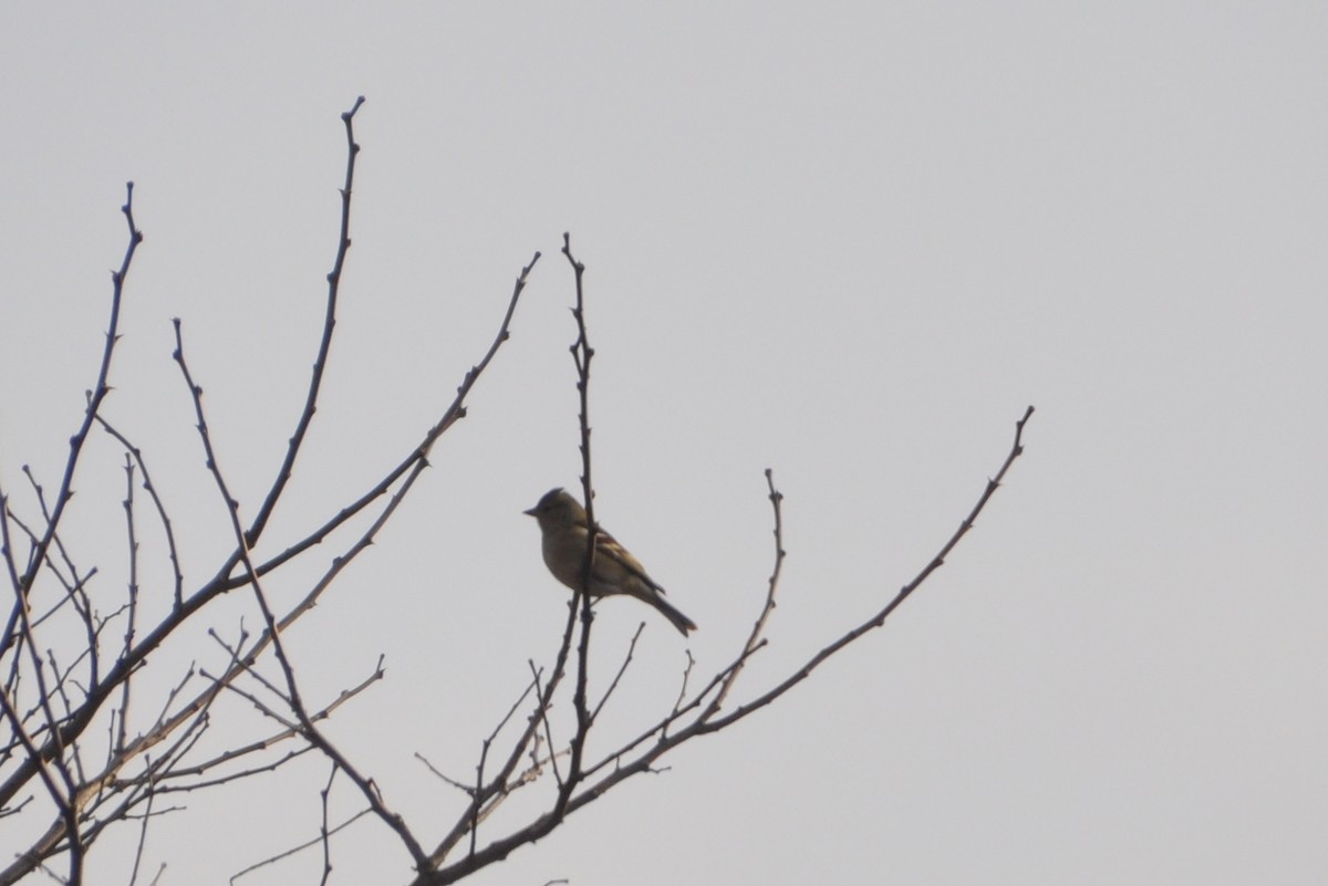 Дуулгат бужирга - ML218951891