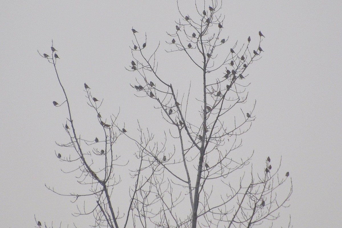 Бор бужирга - ML218951911