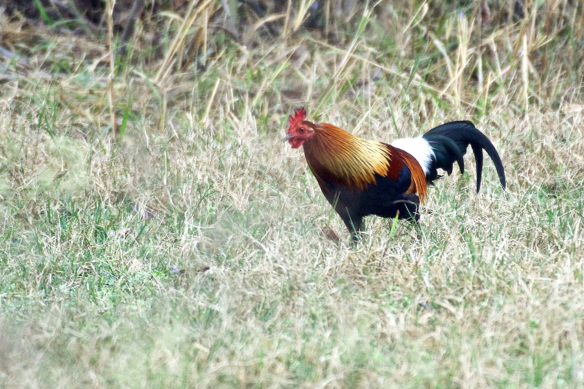 Red Junglefowl - ML218952941