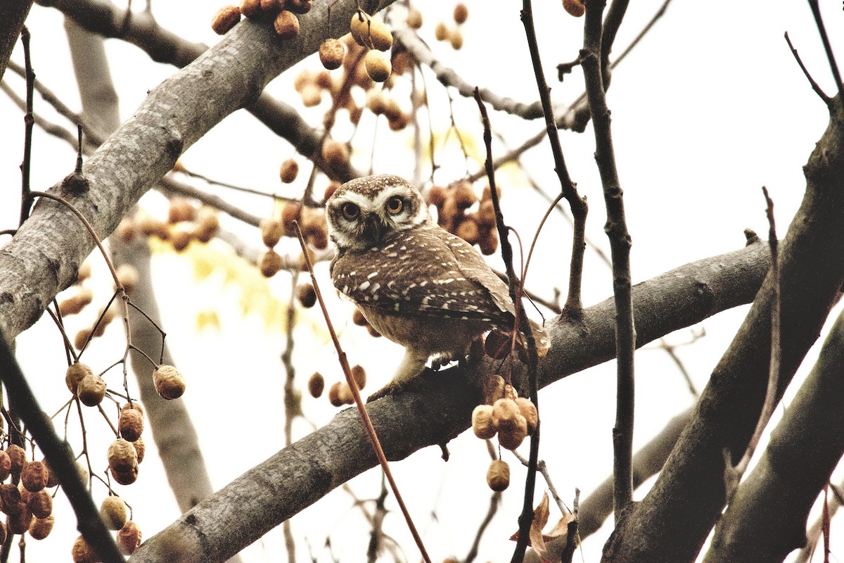 Spotted Owlet - ML218952961