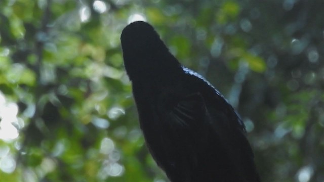 Black Sicklebill - ML218956201