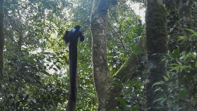 Black Sicklebill - ML218956281