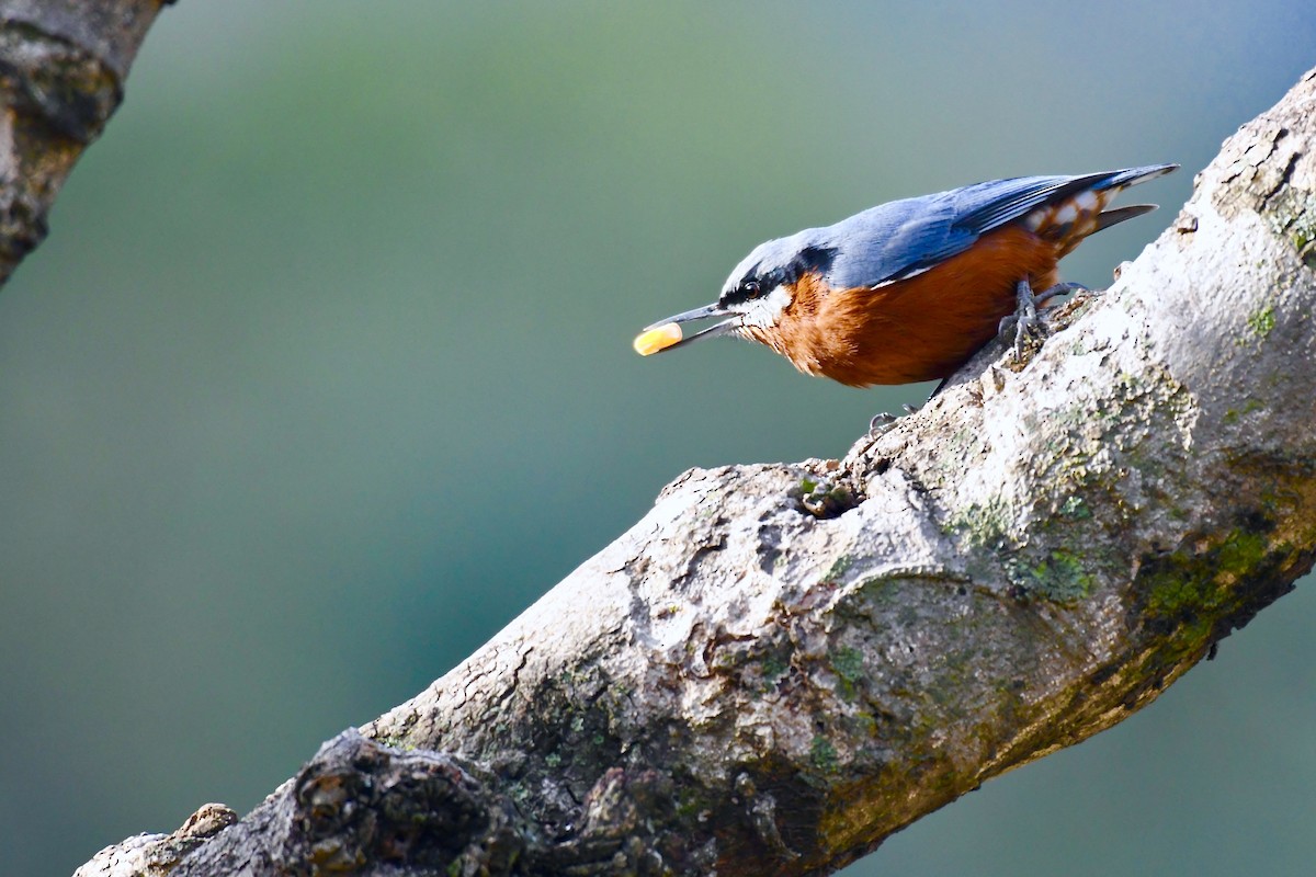 Chestnut-bellied Nuthatch - ML218956601