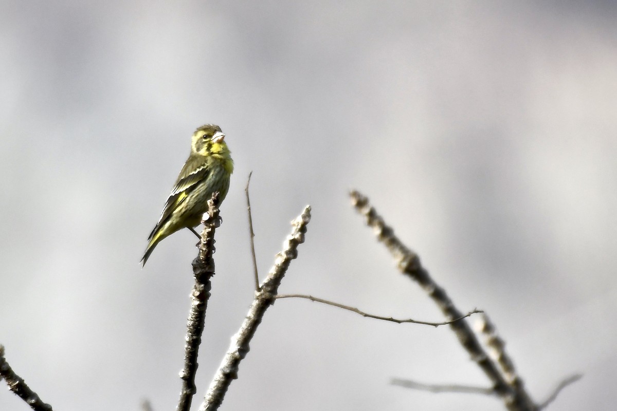 Yellow-breasted Greenfinch - ML218956691