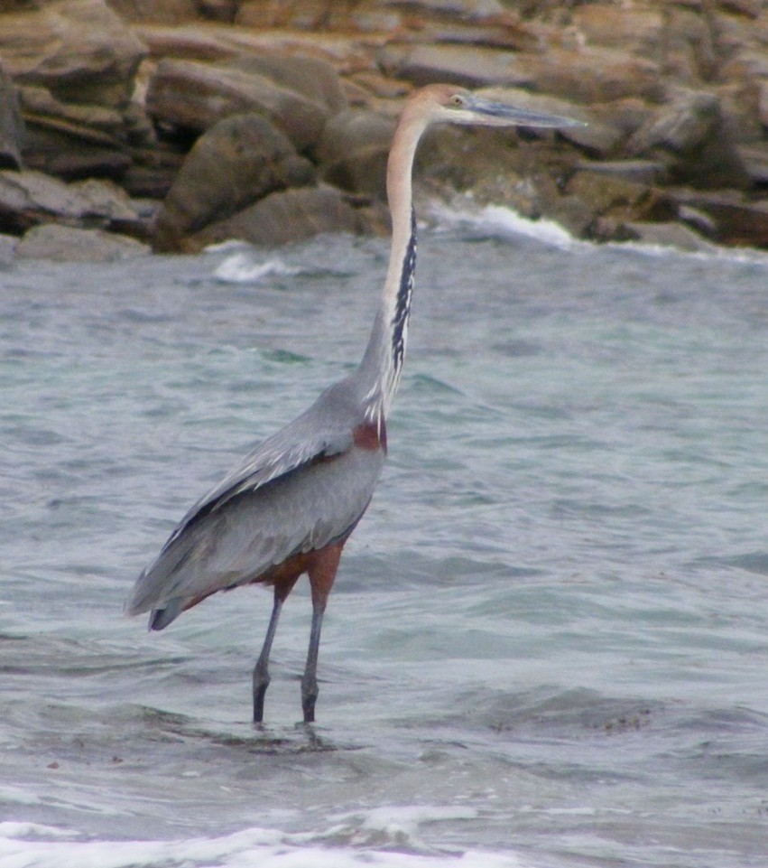 Goliath Heron - ML218957271