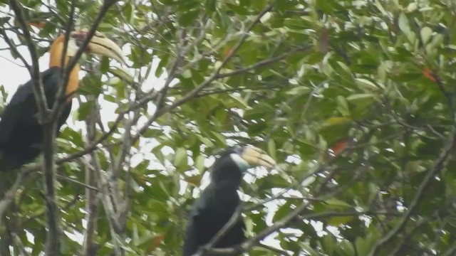 Papuahornvogel - ML218958431