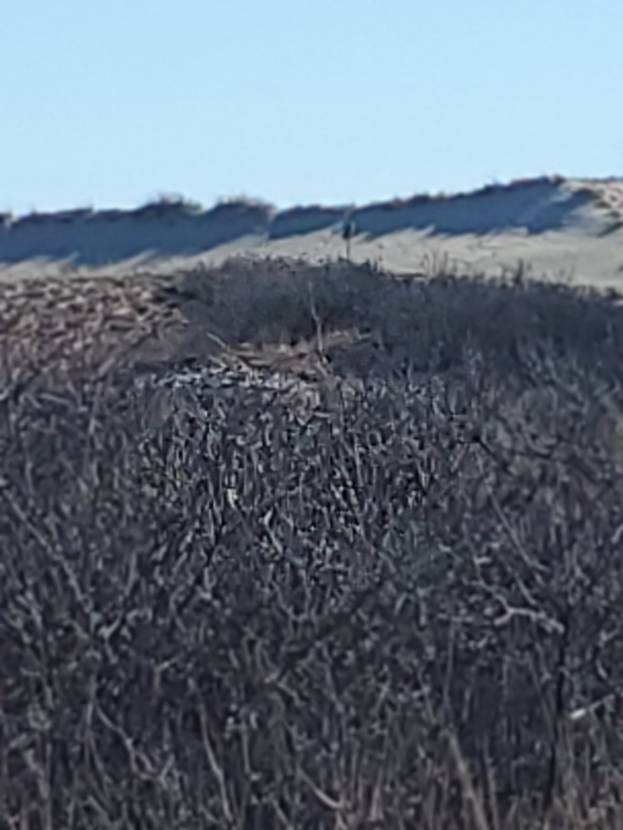 Short-eared Owl - ML218958881