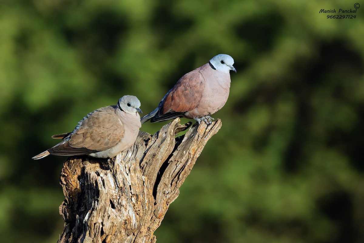 Red Collared-Dove - Manish Panchal