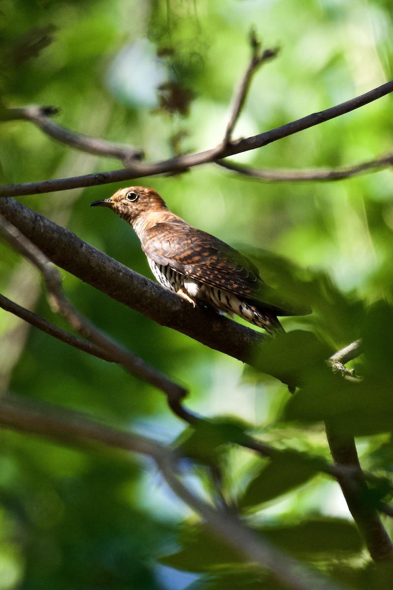 Common Cuckoo - ML218959961