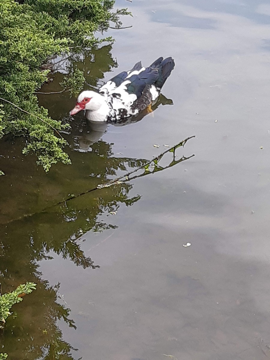 Muscovy Duck (Domestic type) - ML218960891