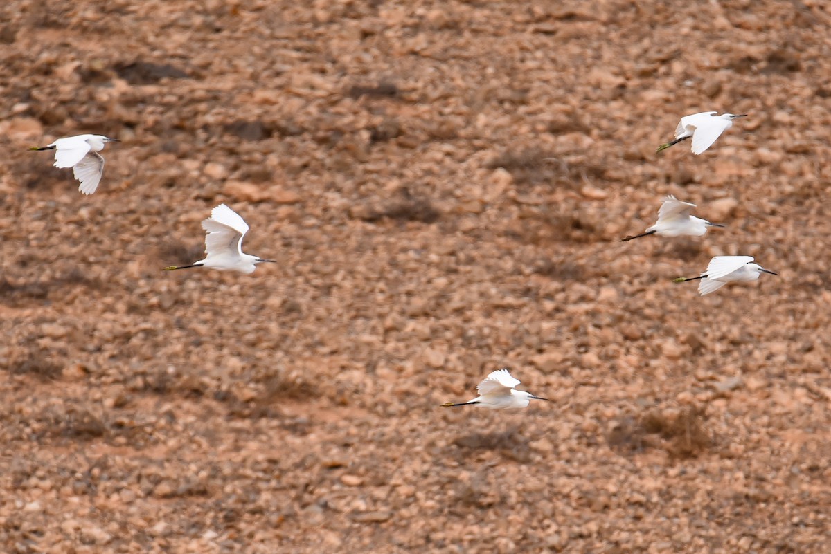 Little Egret - ML218962731