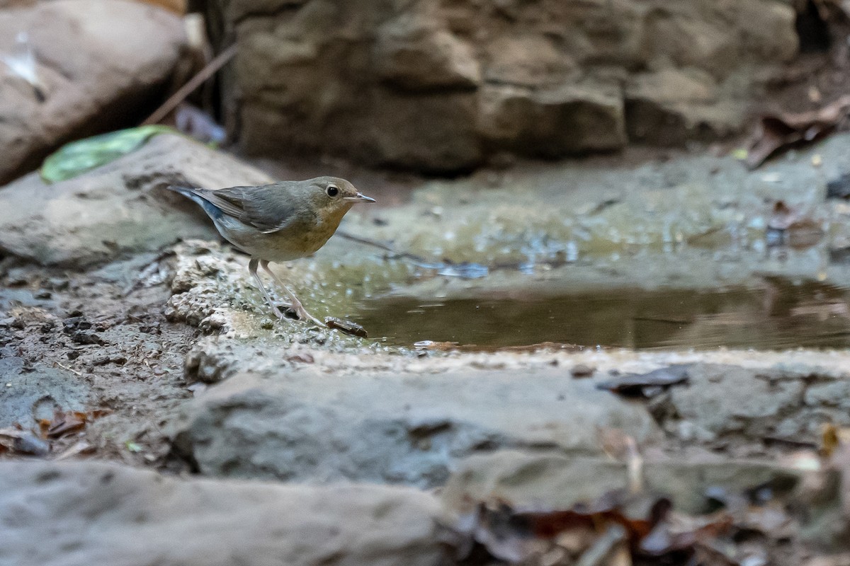 Siberian Blue Robin - Pattaraporn Vangtal