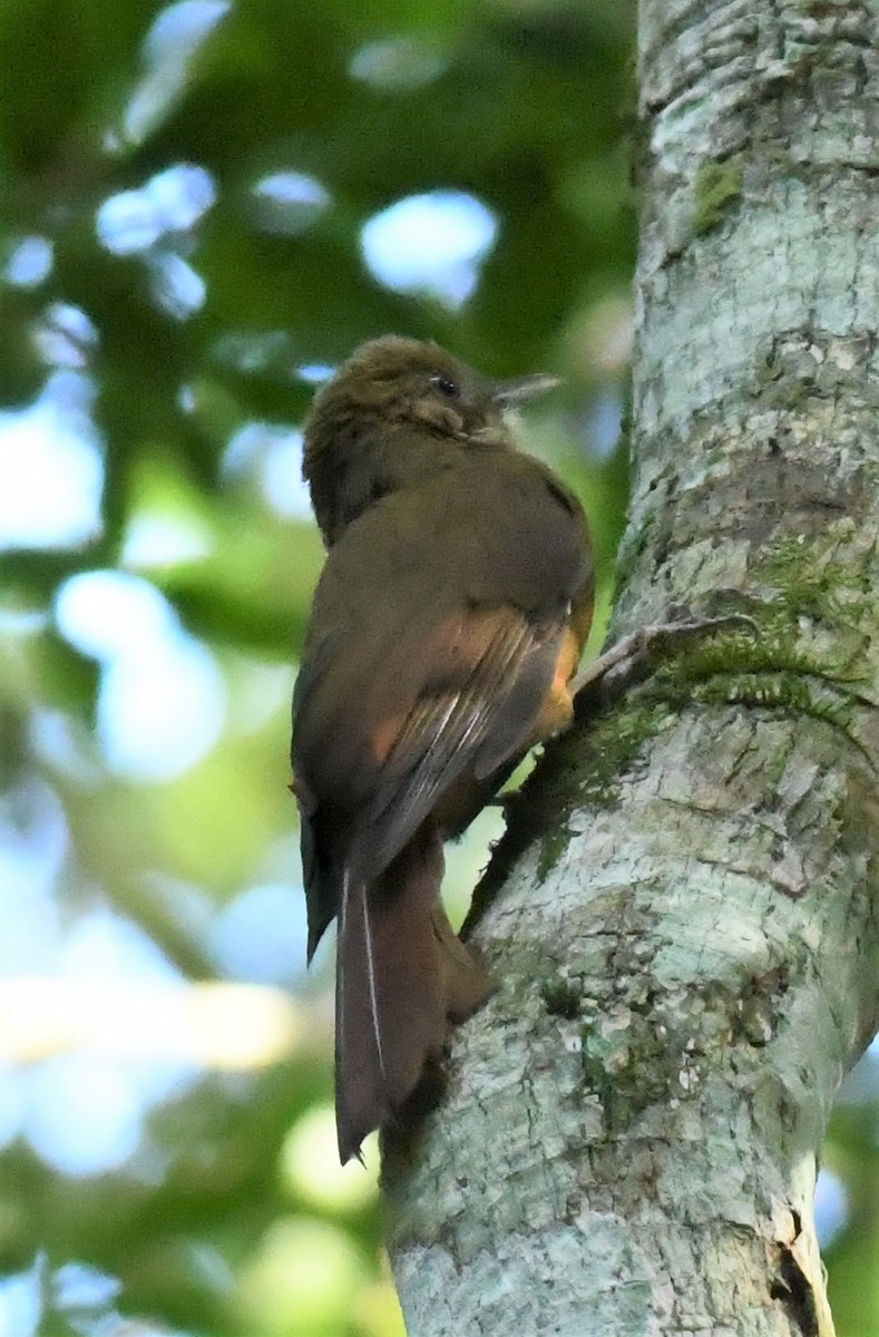 Plain-winged Woodcreeper - ML218963161