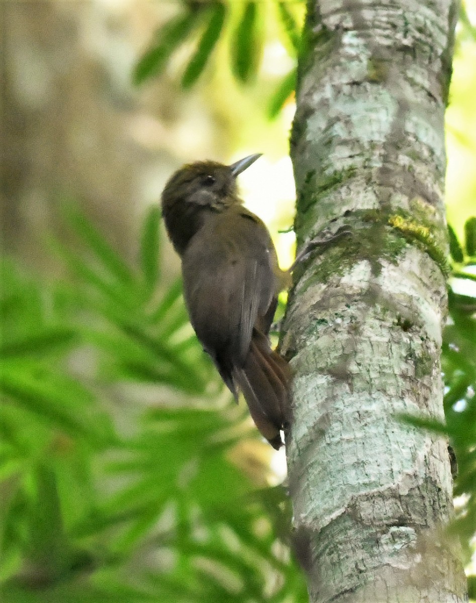 Plain-winged Woodcreeper - ML218963171