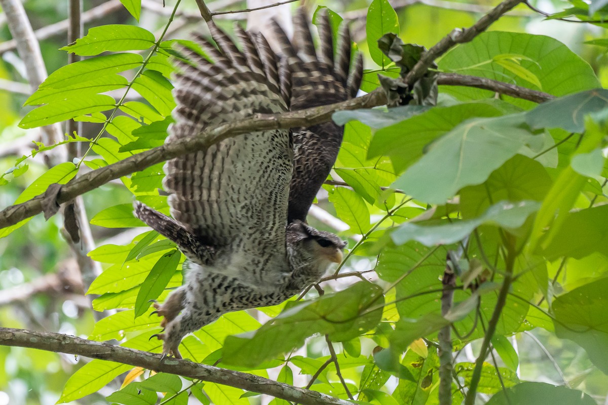 Spot-bellied Eagle-Owl - Pattaraporn Vangtal