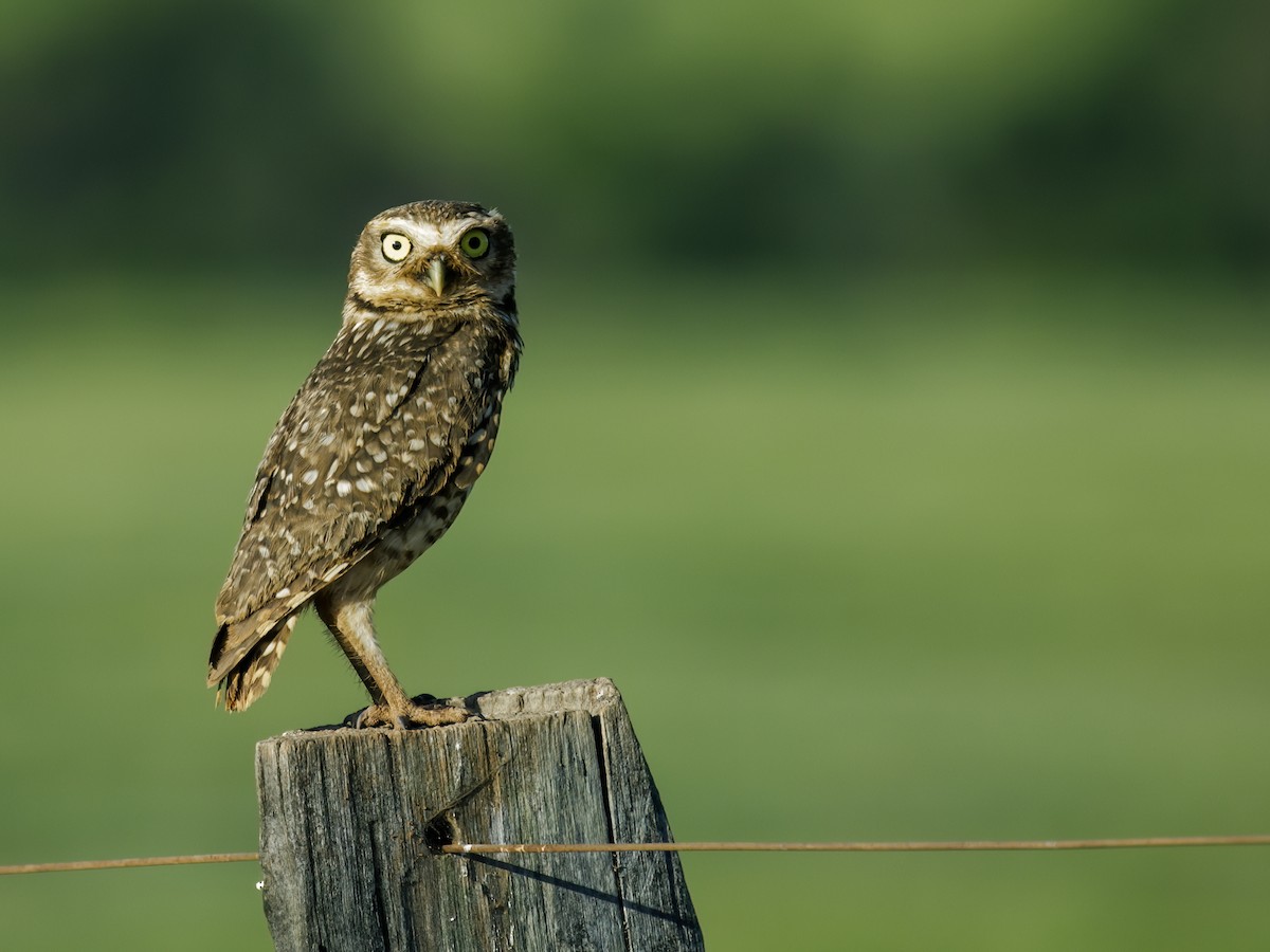 Burrowing Owl - ML218964521