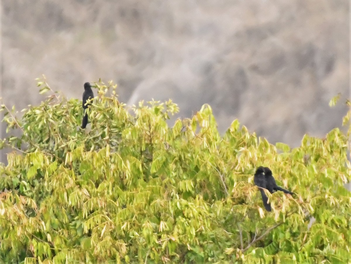 Smooth-billed Ani - ML218966051