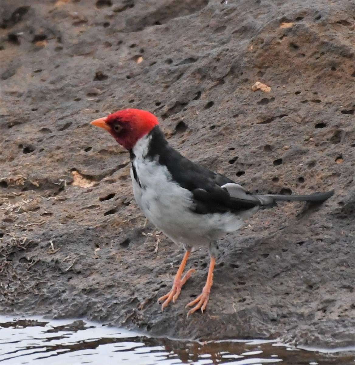 Yellow-billed Cardinal - Neil Wingert