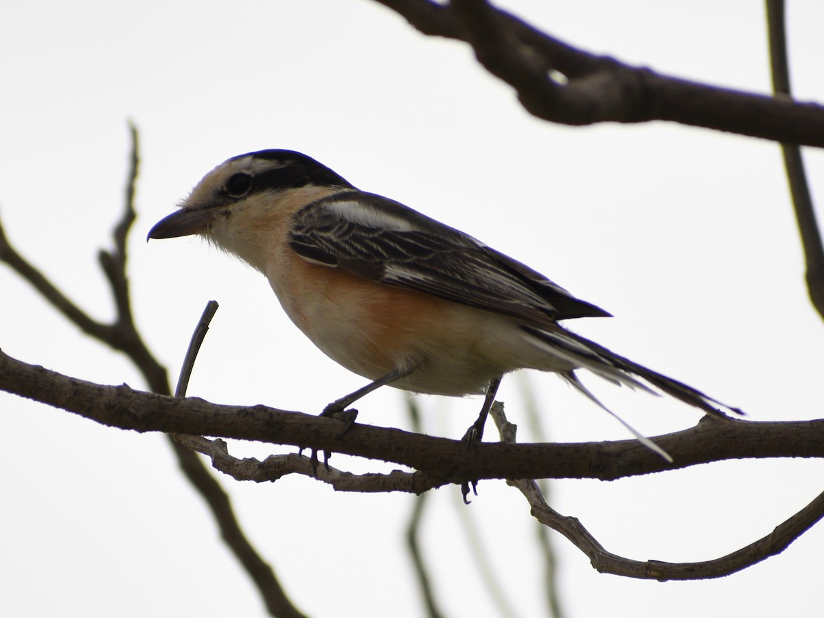 Masked Shrike - ML218968611