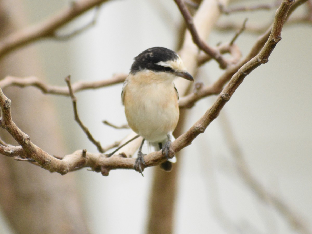 Masked Shrike - ML218968631