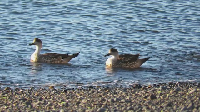 Crested Duck - ML218970521