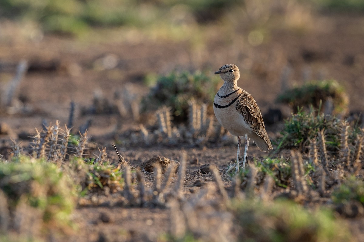 Double-banded Courser - ML218970881