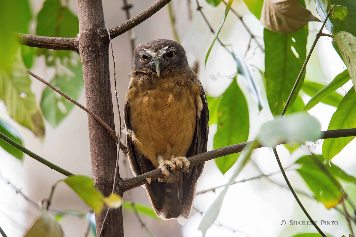 Ochre-bellied Boobook - eBird