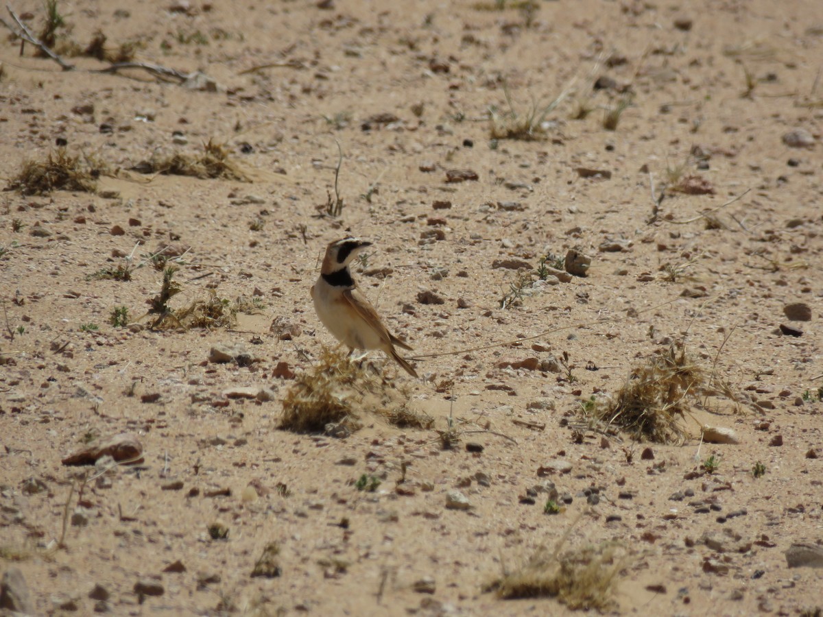 Temminck's Lark - sean clancy