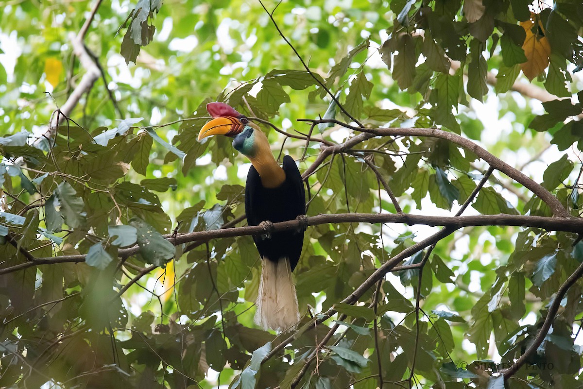 Knobbed Hornbill - Shailesh Pinto