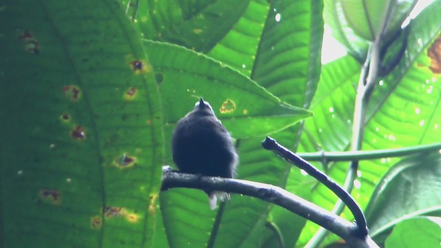 blågumpmanakin - ML218973321