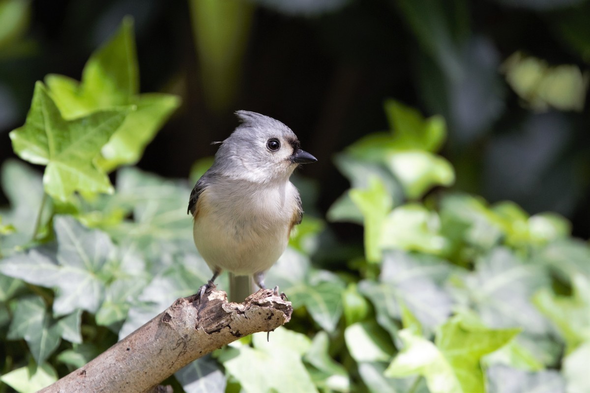 Tufted Titmouse - David Disher