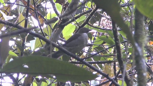 Zorzal Cuelliblanco Sureño (grupo phaeopygus) - ML218974201