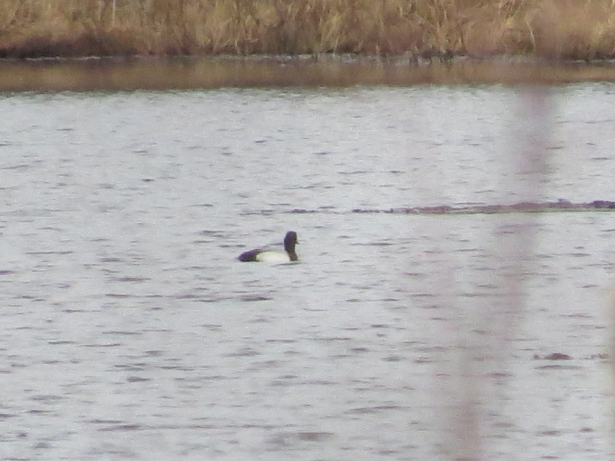 Lesser Scaup - Anonymous